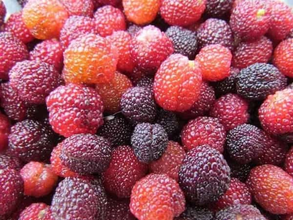 تصویر 1 از قیمت خرید توت فرنگی خشک ژله ای با فروش عمده